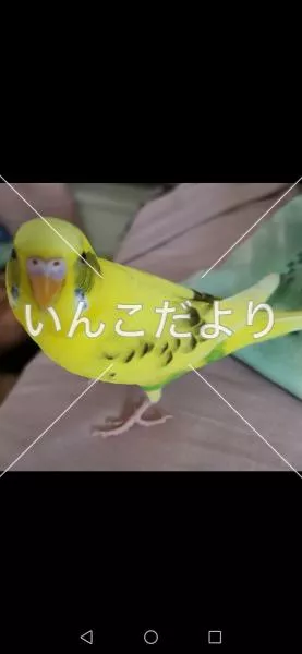 コメントの画像