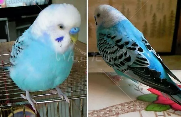 コメントの画像