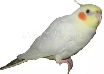 コメントの画像