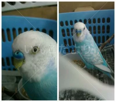 コメントの画像