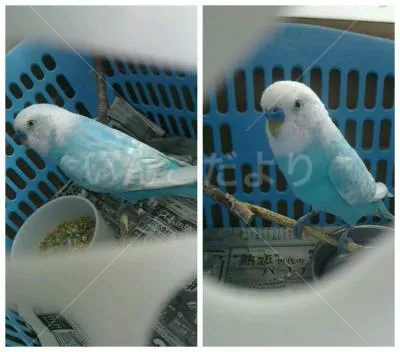 コメントの画像