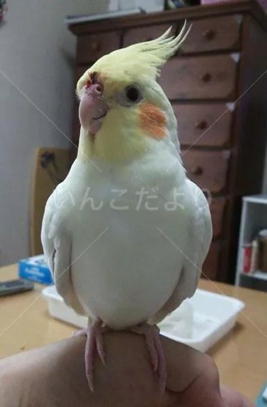 コメントの画像