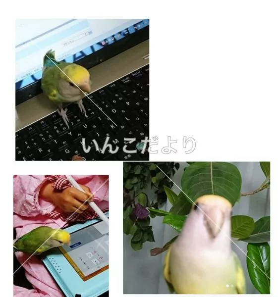 コメントの画像