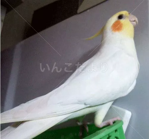 コメントの画像