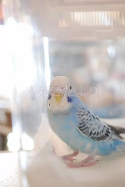 コメントの画像