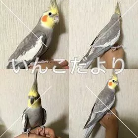 コメントの画像