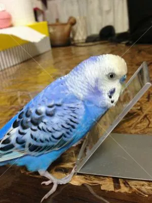 コメントの画像