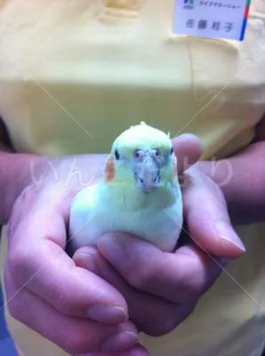 コメントの画像