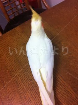 コメントの画像