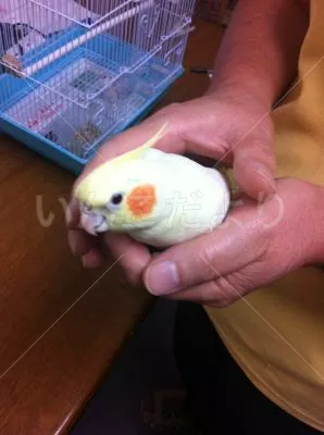 コメントの画像