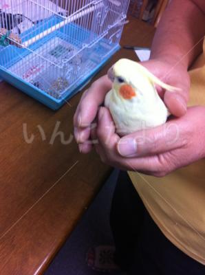 コメントの画像