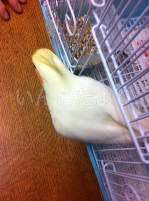 コメントの画像