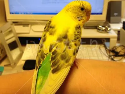 コメントの画像