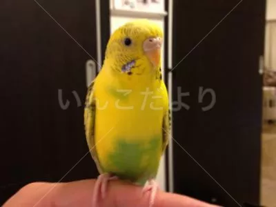 コメントの画像