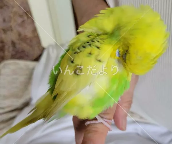 コメントの画像