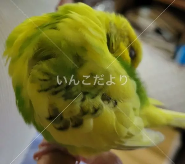 コメントの画像