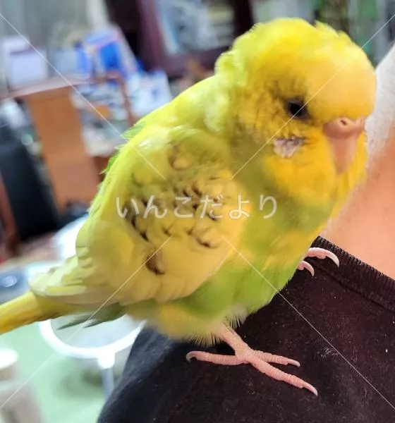 コメントの画像