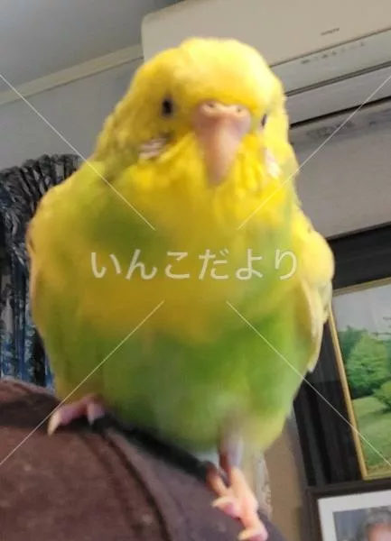 コメントの画像