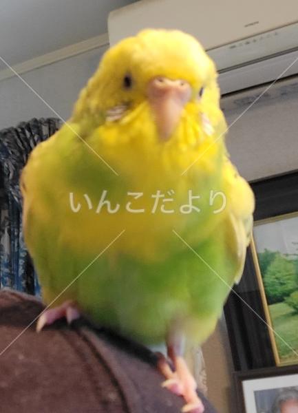 コメントの画像