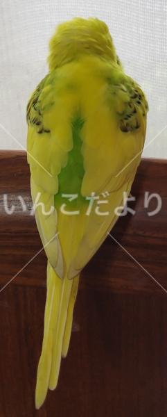 コメントの画像