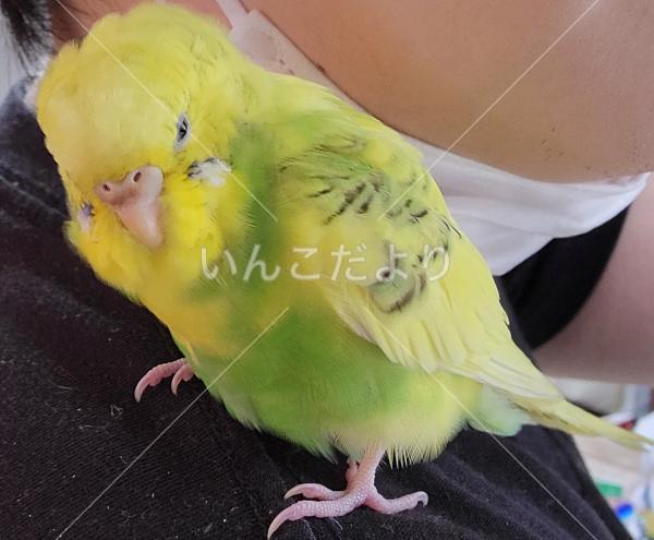 コメントの画像