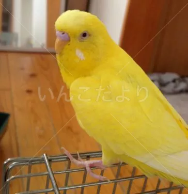 コメントの画像