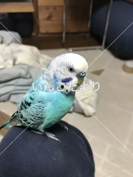 コメントの画像