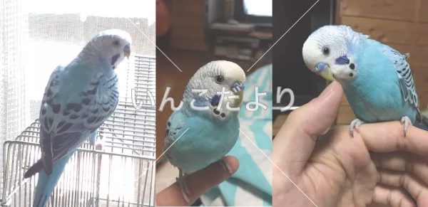 コメントの画像