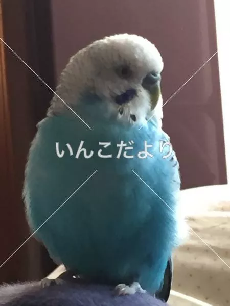 コメントの画像