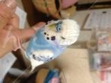 コメントの画像