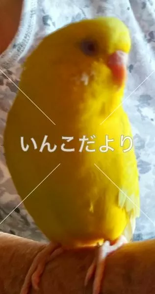 コメントの画像