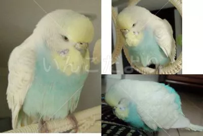 コメントの画像