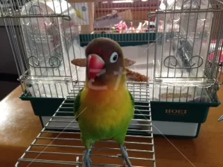 コメントの画像