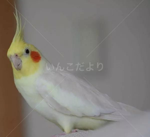 コメントの画像