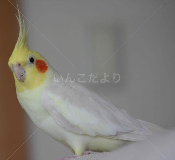 コメントの画像