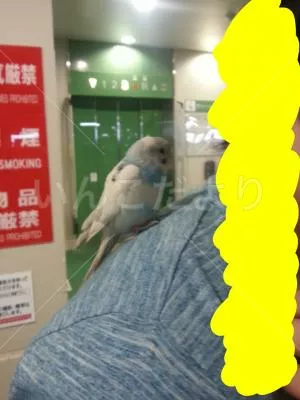 コメントの画像