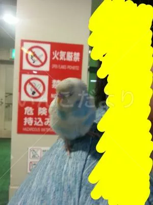 コメントの画像