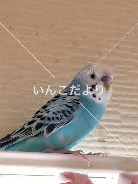 コメントの画像