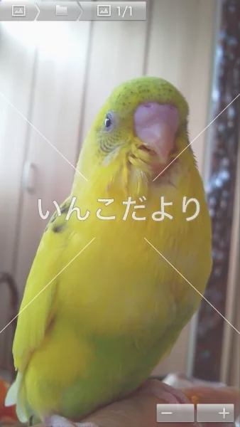 コメントの画像