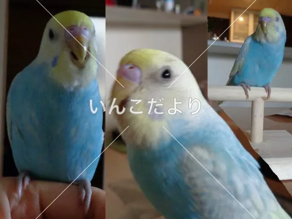 コメントの画像