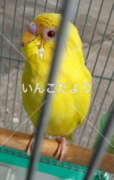 コメントの画像