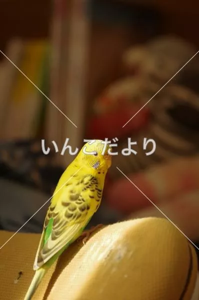 コメントの画像