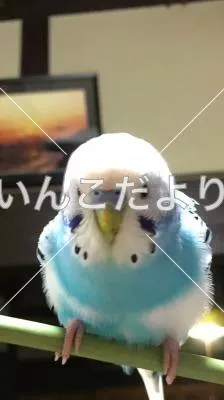 コメントの画像