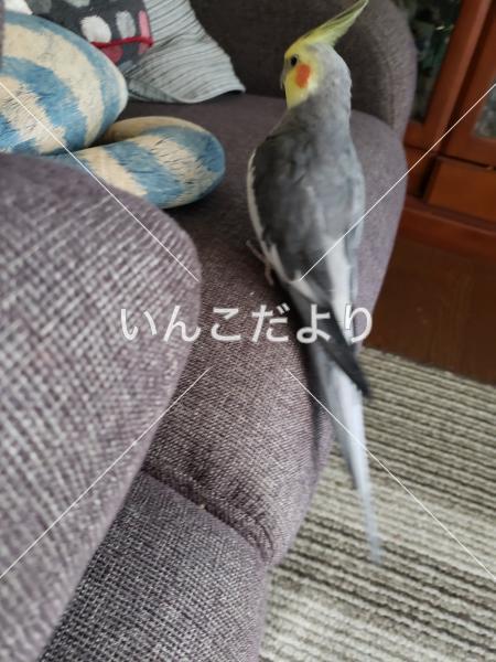 コメントの画像
