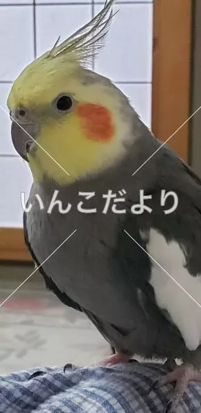 コメントの画像