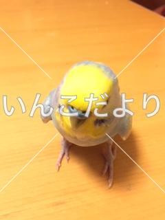 コメントの画像