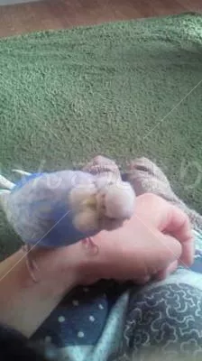 コメントの画像