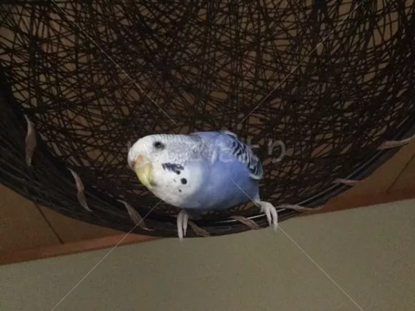 コメントの画像