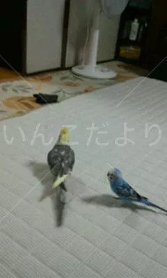 コメントの画像