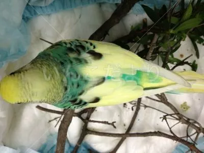 コメントの画像